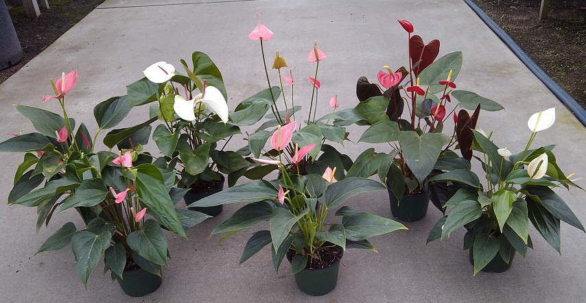6" Anthurium Assortment